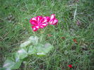 IMGP9056