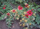 IMGP9059