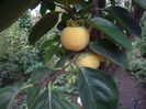 fructe de.....Kaki