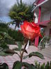 IMGP9063