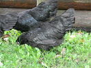 Australorp Negru