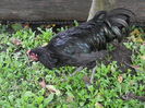 Australorp Negru