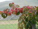 parthenocissus quinquefolia