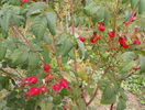 Splendens - macese