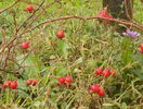 Scharlachglut - macese