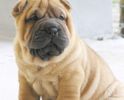 sharpei