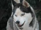 huski