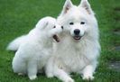 caini samoyed