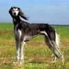 saluki