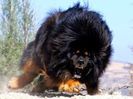 mastiff tibetan