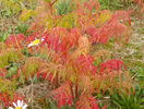 rhus typhina