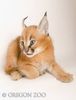caracal