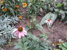 Inca echinacea.