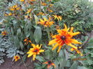 Rudbeckia