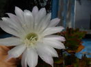 SAM_1530