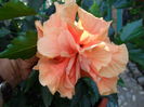 SAM_1459