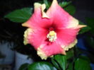 SAM_1594