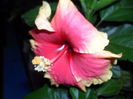 SAM_1595
