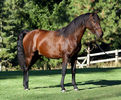 Andalusian roscat frumos-8c