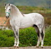 Armasar Andalusian-X44