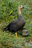 JEAL0523-Female-Cauquen-Caiquen-Chloephaga-picta-in-Tierra-del-Fue