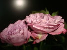 DSC01087