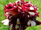 DSC02160