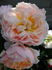 DSC02195