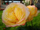 DSC02331