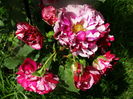 DSC02894
