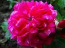 DSC03009