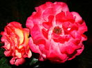DSC03235
