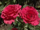 DSC03285