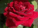DSC03287