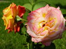 DSC03323