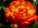 DSC03568