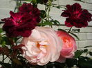 DSC05113