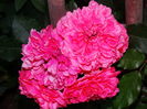 DSC07664