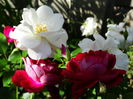DSC08259