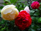 DSC09194