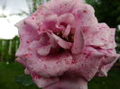 DSC09293