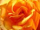 rose-111152__180