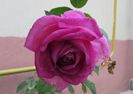 village-de-saint-yrieix rose