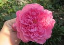 9 oct,Harlow Carr