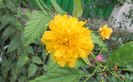 Kerria japonica, trandafirul domnesc