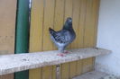 SAM_7381