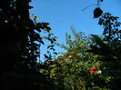 DSCN0667