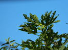 DSCN0679