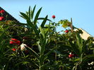 DSCN0682