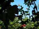 DSCN0688